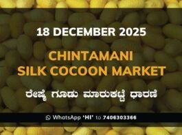Chintamani Government Silk Cocoon Market Daily Rate Report ಚಿಂತಾಮಣಿ ರೇಷ್ಮೆ ಗೂಡು ಮಾರುಕಟ್ಟೆ ಧಾರಣೆ