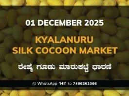Kyalanur Government Silk Cocoon Market Daily Rate Report ಕ್ಯಾಲನೂರು ರೇಷ್ಮೆ ಗೂಡು ಮಾರುಕಟ್ಟೆ ಧಾರಣೆ