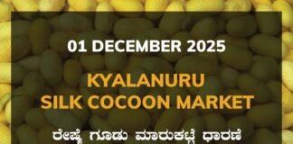 Kyalanur Silk Cocoon Market: 01 December 2025 Kyalanur Government Silk Cocoon Market Daily Rate Report ಕ್ಯಾಲನೂರು ರೇಷ್ಮೆ ಗೂಡು ಮಾರುಕಟ್ಟೆ ಧಾರಣೆ