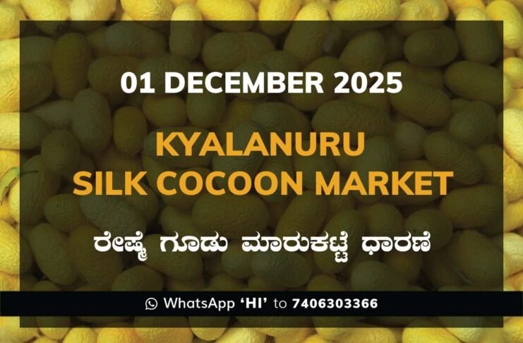 Kyalanur Government Silk Cocoon Market Daily Rate Report ಕ್ಯಾಲನೂರು ರೇಷ್ಮೆ ಗೂಡು ಮಾರುಕಟ್ಟೆ ಧಾರಣೆ
