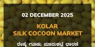 Kolar Silk Cocoon Market: 02 December 2025 Kolar Silk Cocoon Market Price Rate ಕೋಲಾರ ರೇಷ್ಮೆ ಗೂಡು ಮಾರುಕಟ್ಟೆ ಧಾರಣೆ