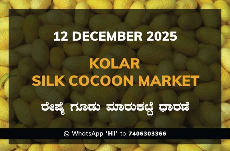 Kolar Silk Cocoon Market Price Rate ಕೋಲಾರ ರೇಷ್ಮೆ ಗೂಡು ಮಾರುಕಟ್ಟೆ ಧಾರಣೆ