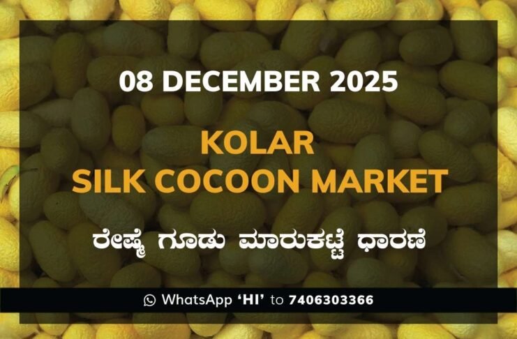 Kolar Silk Cocoon Market Price Rate ಕೋಲಾರ ರೇಷ್ಮೆ ಗೂಡು ಮಾರುಕಟ್ಟೆ ಧಾರಣೆ