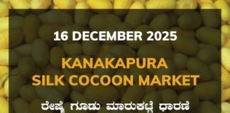 Kanakapura Silk Cocoon Market: 16 December 2025 Kanakapura Silk Cocoon Market ಕನಕಪುರ ರೇಷ್ಮೆ ಗೂಡು ಮಾರುಕಟ್ಟೆ ಧಾರಣೆ