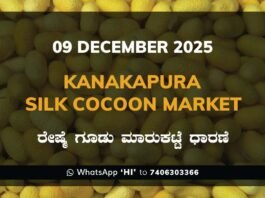 Kanakapura Silk Cocoon Market ಕನಕಪುರ ರೇಷ್ಮೆ ಗೂಡು ಮಾರುಕಟ್ಟೆ ಧಾರಣೆ