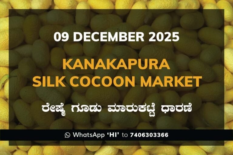 Kanakapura Silk Cocoon Market ಕನಕಪುರ ರೇಷ್ಮೆ ಗೂಡು ಮಾರುಕಟ್ಟೆ ಧಾರಣೆ