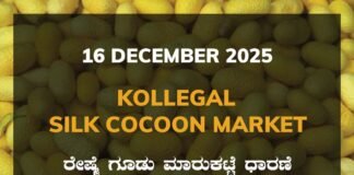 Kollegal Silk Cocoon Market: 16 December 2025 Kollegal Silk Cocoon Market Price Rate ಕೊಳ್ಳೇಗಾಲ ರೇಷ್ಮೆ ಗೂಡು ಮಾರುಕಟ್ಟೆ ಧಾರಣೆ