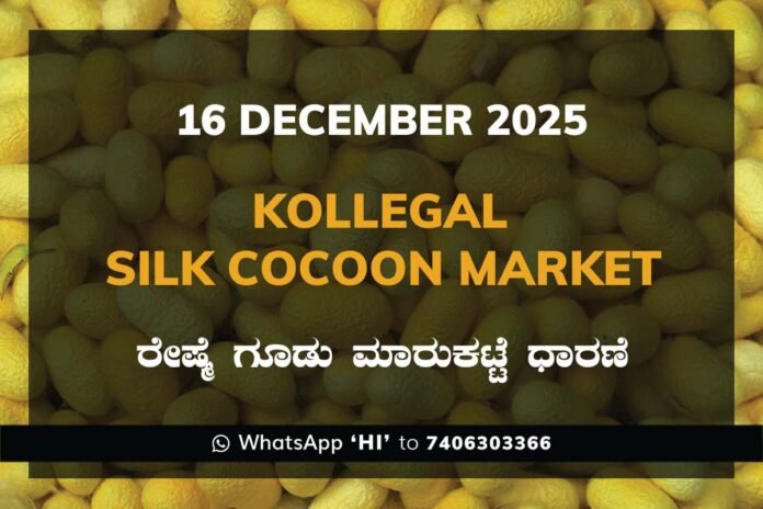 50 Kollegal Silk Cocoon Market Price Rate ಕೊಳ್ಳೇಗಾಲ ರೇಷ್ಮೆ ಗೂಡು ಮಾರುಕಟ್ಟೆ ಧಾರಣೆ