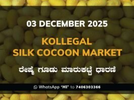 Kollegal Silk Cocoon Market: 03 December 2025 Kollegal Silk Cocoon Market Price Rate ಕೊಳ್ಳೇಗಾಲ ರೇಷ್ಮೆ ಗೂಡು ಮಾರುಕಟ್ಟೆ ಧಾರಣೆ
