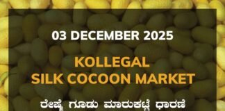 Kollegal Silk Cocoon Market: 03 December 2025 Kollegal Silk Cocoon Market Price Rate ಕೊಳ್ಳೇಗಾಲ ರೇಷ್ಮೆ ಗೂಡು ಮಾರುಕಟ್ಟೆ ಧಾರಣೆ