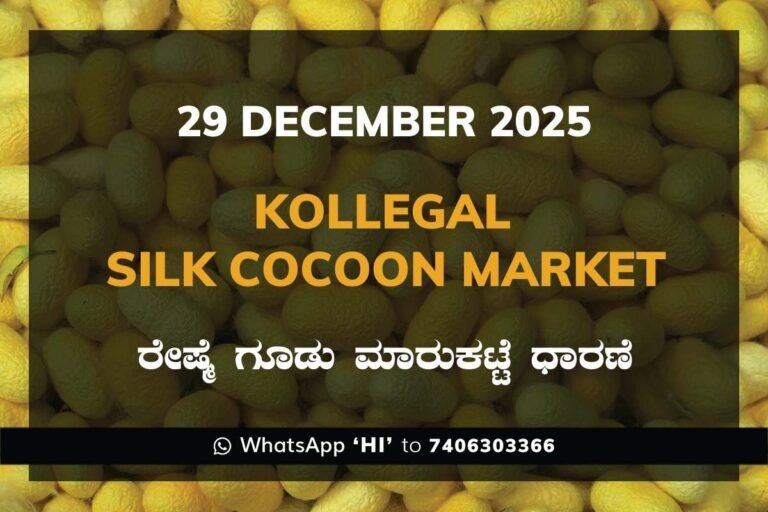 Kollegal Silk Cocoon Market Price Rate ಕೊಳ್ಳೇಗಾಲ ರೇಷ್ಮೆ ಗೂಡು ಮಾರುಕಟ್ಟೆ ಧಾರಣೆ