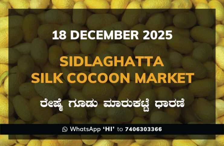 Sidlaghatta Government Silk Cocoon Market Daily Rate Report ಶಿಡ್ಲಘಟ್ಟ ರೇಷ್ಮೆ ಗೂಡು ಮಾರುಕಟ್ಟೆ ಧಾರಣೆ