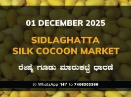Sidlaghatta Silk Cocoon Market: 01 December 2025 Sidlaghatta Government Silk Cocoon Market Daily Rate Report ಶಿಡ್ಲಘಟ್ಟ ರೇಷ್ಮೆ ಗೂಡು ಮಾರುಕಟ್ಟೆ ಧಾರಣೆ