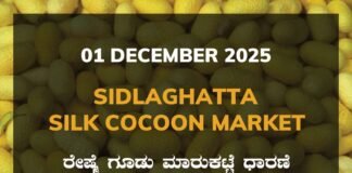 Sidlaghatta Silk Cocoon Market: 01 December 2025 Sidlaghatta Government Silk Cocoon Market Daily Rate Report ಶಿಡ್ಲಘಟ್ಟ ರೇಷ್ಮೆ ಗೂಡು ಮಾರುಕಟ್ಟೆ ಧಾರಣೆ