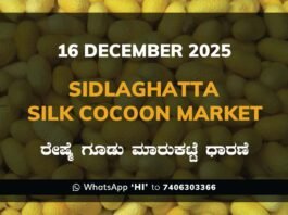 Sidlaghatta Government Silk Cocoon Market Daily Rate Report ಶಿಡ್ಲಘಟ್ಟ ರೇಷ್ಮೆ ಗೂಡು ಮಾರುಕಟ್ಟೆ ಧಾರಣೆ