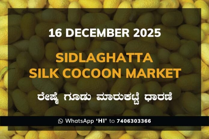 Sidlaghatta Government Silk Cocoon Market Daily Rate Report ಶಿಡ್ಲಘಟ್ಟ ರೇಷ್ಮೆ ಗೂಡು ಮಾರುಕಟ್ಟೆ ಧಾರಣೆ