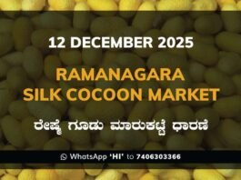 Ramanagara Silk Cocoon Market: 12 December 2025 Ramanagara Silk Cocoon Market ರಾಮನಗರ ರೇಷ್ಮೆ ಗೂಡು ಮಾರುಕಟ್ಟೆ ಧಾರಣೆ