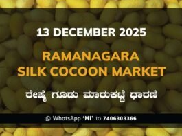 Ramanagara Silk Cocoon Market: 13 December 2025 Ramanagara Silk Cocoon Market ರಾಮನಗರ ರೇಷ್ಮೆ ಗೂಡು ಮಾರುಕಟ್ಟೆ ಧಾರಣೆ