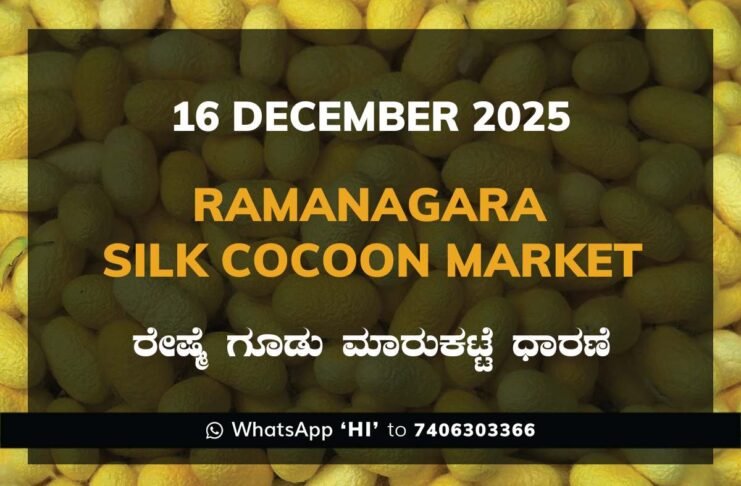 Ramanagara Silk Cocoon Market ರಾಮನಗರ ರೇಷ್ಮೆ ಗೂಡು ಮಾರುಕಟ್ಟೆ ಧಾರಣೆ