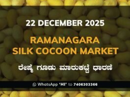 Ramanagara Silk Cocoon Market ರಾಮನಗರ ರೇಷ್ಮೆ ಗೂಡು ಮಾರುಕಟ್ಟೆ ಧಾರಣೆ