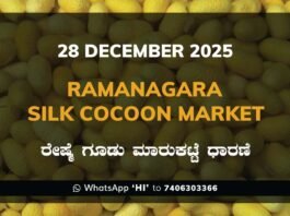 Ramanagara Silk Cocoon Market ರಾಮನಗರ ರೇಷ್ಮೆ ಗೂಡು ಮಾರುಕಟ್ಟೆ ಧಾರಣೆ