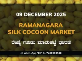 Ramanagara Silk Cocoon Market ರಾಮನಗರ ರೇಷ್ಮೆ ಗೂಡು ಮಾರುಕಟ್ಟೆ ಧಾರಣೆ