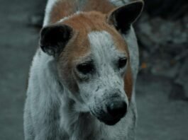 ಬೀದಿ ನಾಯಿಗಳ ಸ್ಥಳಾಂತರಕ್ಕೆ ದರಪಟ್ಟಿ ಆಹ್ವಾನ; ದತ್ತು ಪಡೆಯಲು ಅವಕಾಶ