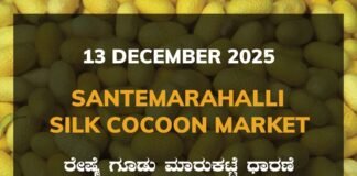Santemarahalli Silk Cocoon Market: 13 December 2025 Santemarahalli (SM Halli) Government Silk Cocoon Market Daily Rate Report ಸಂತೇಮರಹಳ್ಳಿ ರೇಷ್ಮೆ ಗೂಡು ಮಾರುಕಟ್ಟೆ ಧಾರಣೆ