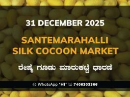 Santemarahalli (SM Halli) Government Silk Cocoon Market Daily Rate Report ಸಂತೇಮರಹಳ್ಳಿ ರೇಷ್ಮೆ ಗೂಡು ಮಾರುಕಟ್ಟೆ ಧಾರಣೆ