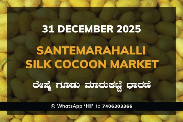 Santemarahalli (SM Halli) Government Silk Cocoon Market Daily Rate Report ಸಂತೇಮರಹಳ್ಳಿ ರೇಷ್ಮೆ ಗೂಡು ಮಾರುಕಟ್ಟೆ ಧಾರಣೆ