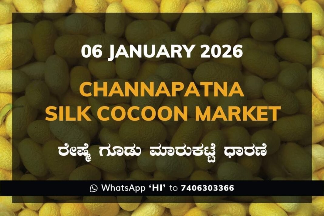 Channapatna Silk Cocoon Market Price Rate ಚನ್ನಪಟ್ಟಣ ರೇಷ್ಮೆ ಗೂಡು ಮಾರುಕಟ್ಟೆ ಧಾರಣೆ