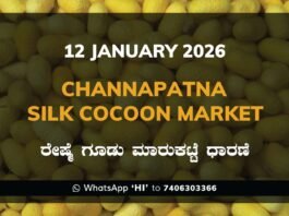Channapatna Silk Cocoon Market Price Rate ಚನ್ನಪಟ್ಟಣ ರೇಷ್ಮೆ ಗೂಡು ಮಾರುಕಟ್ಟೆ ಧಾರಣೆ