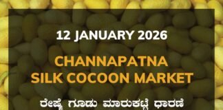 Channapatna Silk Cocoon Market: 12 January 2026 Channapatna Silk Cocoon Market Price Rate ಚನ್ನಪಟ್ಟಣ ರೇಷ್ಮೆ ಗೂಡು ಮಾರುಕಟ್ಟೆ ಧಾರಣೆ