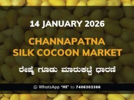 Channapatna Silk Cocoon Market Price Rate ಚನ್ನಪಟ್ಟಣ ರೇಷ್ಮೆ ಗೂಡು ಮಾರುಕಟ್ಟೆ ಧಾರಣೆ