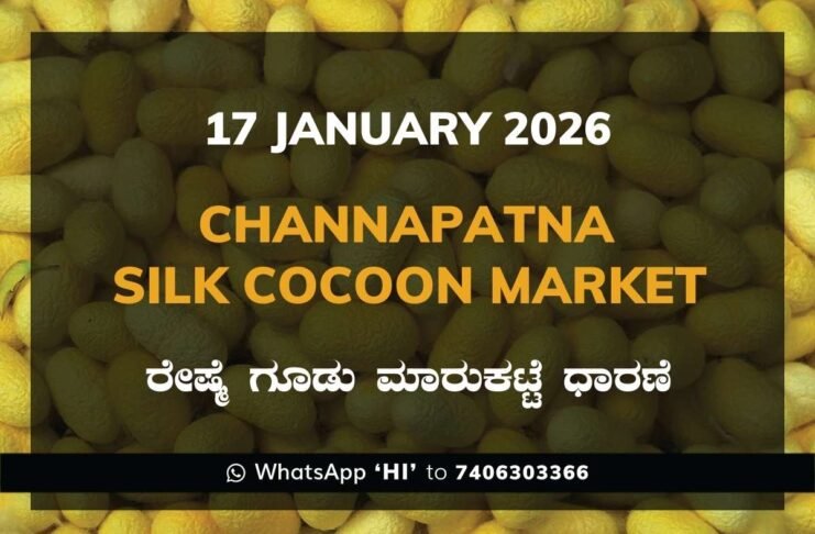 Channapatna Silk Cocoon Market Price Rate ಚನ್ನಪಟ್ಟಣ ರೇಷ್ಮೆ ಗೂಡು ಮಾರುಕಟ್ಟೆ ಧಾರಣೆ