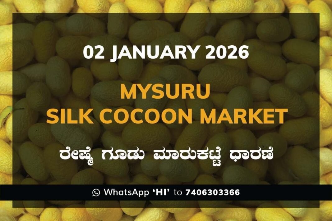 Mysuru Government Silk Cocoon Market Daily Rate Report ಮೈಸೂರು ರೇಷ್ಮೆ ಗೂಡು ಮಾರುಕಟ್ಟೆ ಧಾರಣೆ