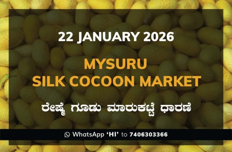 Mysuru Government Silk Cocoon Market Daily Rate Report ಮೈಸೂರು ರೇಷ್ಮೆ ಗೂಡು ಮಾರುಕಟ್ಟೆ ಧಾರಣೆ