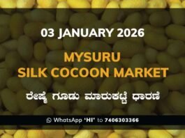 Mysuru Government Silk Cocoon Market Daily Rate Report ಮೈಸೂರು ರೇಷ್ಮೆ ಗೂಡು ಮಾರುಕಟ್ಟೆ ಧಾರಣೆ