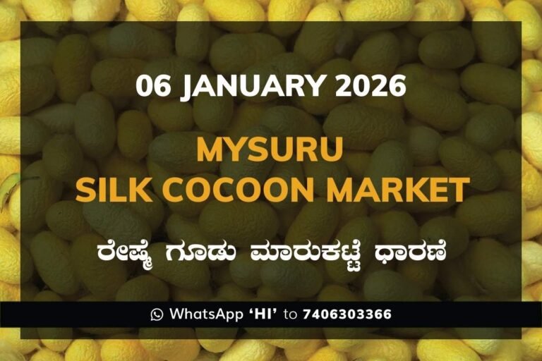 Mysuru Government Silk Cocoon Market Daily Rate Report ಮೈಸೂರು ರೇಷ್ಮೆ ಗೂಡು ಮಾರುಕಟ್ಟೆ ಧಾರಣೆ