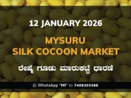 Mysuru Government Silk Cocoon Market Daily Rate Report ಮೈಸೂರು ರೇಷ್ಮೆ ಗೂಡು ಮಾರುಕಟ್ಟೆ ಧಾರಣೆ