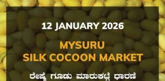 Mysuru Silk Cocoon Market: 12 January 2026 Mysuru Government Silk Cocoon Market Daily Rate Report ಮೈಸೂರು ರೇಷ್ಮೆ ಗೂಡು ಮಾರುಕಟ್ಟೆ ಧಾರಣೆ