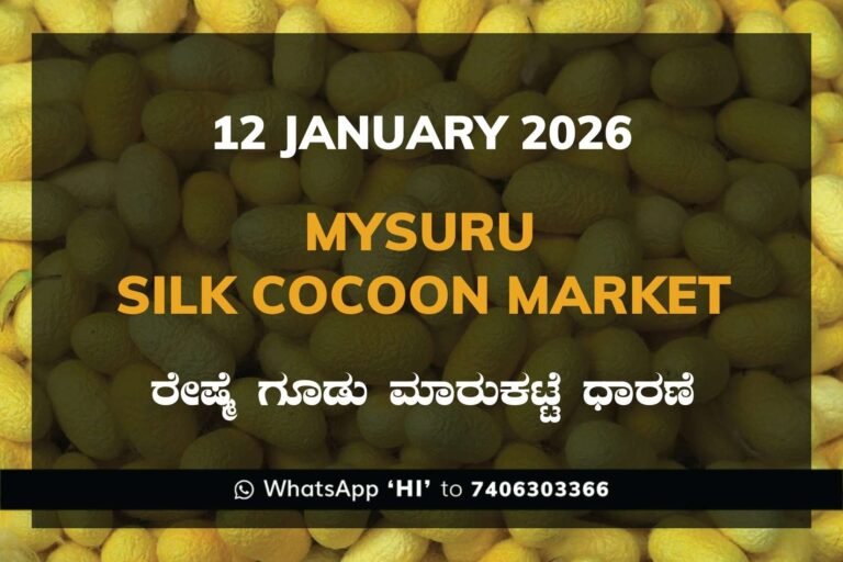 Mysuru Government Silk Cocoon Market Daily Rate Report ಮೈಸೂರು ರೇಷ್ಮೆ ಗೂಡು ಮಾರುಕಟ್ಟೆ ಧಾರಣೆ