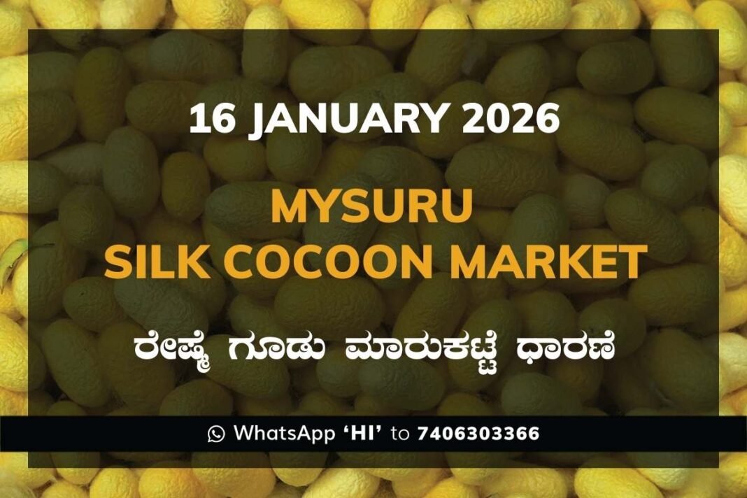 Mysuru Government Silk Cocoon Market Daily Rate Report ಮೈಸೂರು ರೇಷ್ಮೆ ಗೂಡು ಮಾರುಕಟ್ಟೆ ಧಾರಣೆ