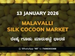 Malavalli Silk Cocoon Market Price Rate ಮಳವಳ್ಳಿ ರೇಷ್ಮೆ ಗೂಡು ಮಾರುಕಟ್ಟೆ ಧಾರಣೆ