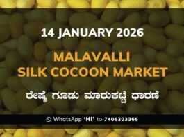 Malavalli Silk Cocoon Market Price Rate ಮಳವಳ್ಳಿ ರೇಷ್ಮೆ ಗೂಡು ಮಾರುಕಟ್ಟೆ ಧಾರಣೆ