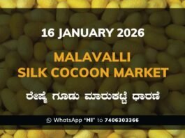 Malavalli Silk Cocoon Market Price Rate ಮಳವಳ್ಳಿ ರೇಷ್ಮೆ ಗೂಡು ಮಾರುಕಟ್ಟೆ ಧಾರಣೆ