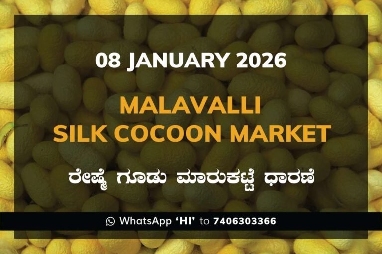 Malavalli Silk Cocoon Market Price Rate ಮಳವಳ್ಳಿ ರೇಷ್ಮೆ ಗೂಡು ಮಾರುಕಟ್ಟೆ ಧಾರಣೆ