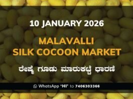 Malavalli Silk Cocoon Market Price Rate ಮಳವಳ್ಳಿ ರೇಷ್ಮೆ ಗೂಡು ಮಾರುಕಟ್ಟೆ ಧಾರಣೆ