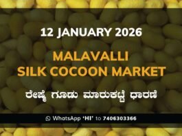 Malavalli Silk Cocoon Market Price Rate ಮಳವಳ್ಳಿ ರೇಷ್ಮೆ ಗೂಡು ಮಾರುಕಟ್ಟೆ ಧಾರಣೆ