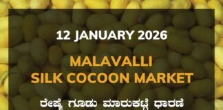 Malavalli Silk Cocoon Market: 12 January 2025 Malavalli Silk Cocoon Market Price Rate ಮಳವಳ್ಳಿ ರೇಷ್ಮೆ ಗೂಡು ಮಾರುಕಟ್ಟೆ ಧಾರಣೆ